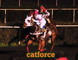 catforce