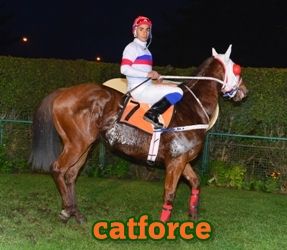 catforce