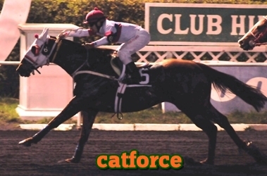 catforce