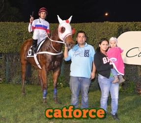 catforce