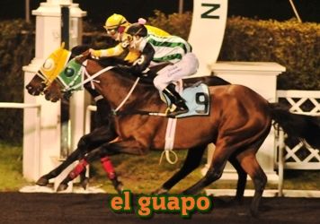 ejemplar caballo el guapo