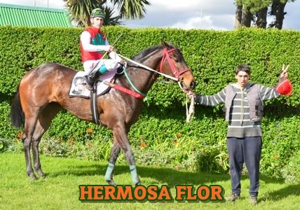 ejemplar HERMOSA FLOR