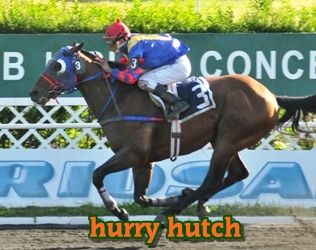 ejemplar caballo hurry hutch