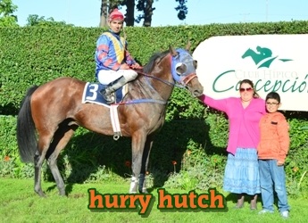 ejemplar caballo hurry hutch