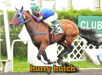 ejemplar caballo hurry hutch