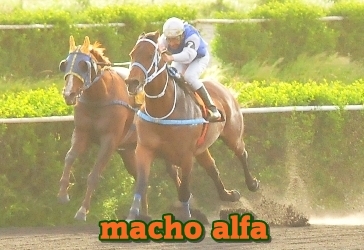 macho alfa