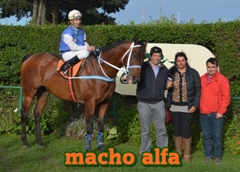 macho alfa