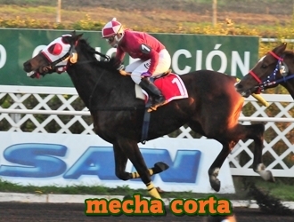 mecha corta