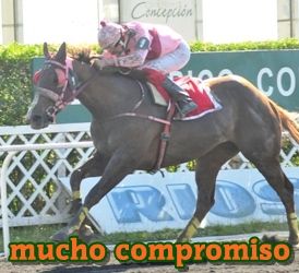 ejemplar caballo mucho compromiso