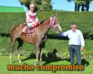 ejemplar caballo mucho compromiso