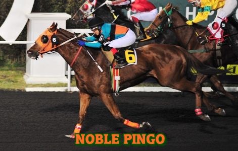 ejemplar NOBLE PINGO