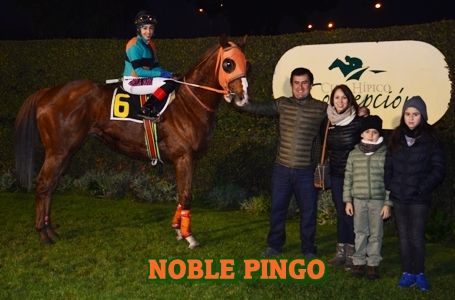 ejemplar NOBLE PINGO