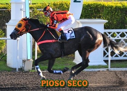 ejemplar PIOSO SECO