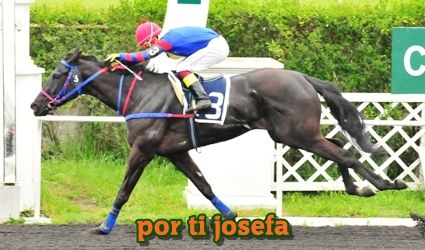 ejemplar caballo por ti josefa