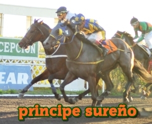 principe sureo