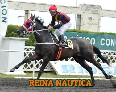 ejemplar REINA NAUTICA