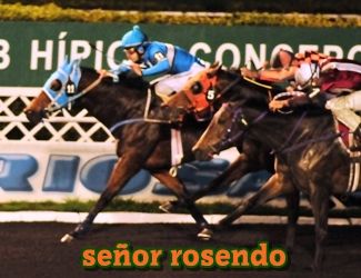 ejemplar caballo seor rosendo