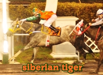 siberian tiger