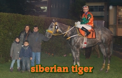 siberian tiger