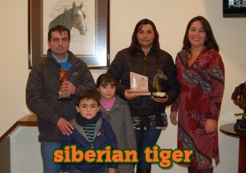 siberian tiger