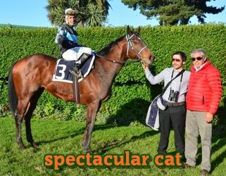 ejemplar caballo spectacular cat