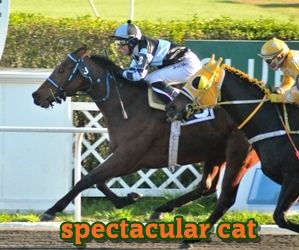 ejemplar caballo spectacular cat