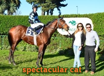 ejemplar caballo spectacular cat