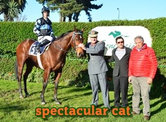 ejemplar caballo spectacular cat