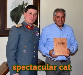 ejemplar caballo spectacular cat