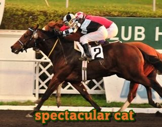 ejemplar caballo spectacular cat