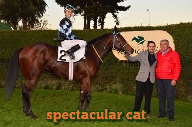 ejemplar caballo spectacular cat