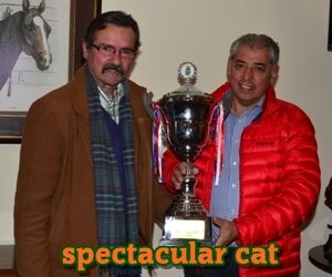 ejemplar caballo spectacular cat